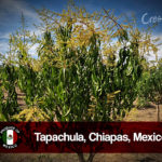 Chiapas_2