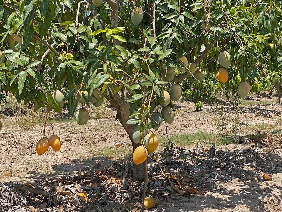 Imminent End for Mexican Mango Season - Under the Mango TreeUnder the ...