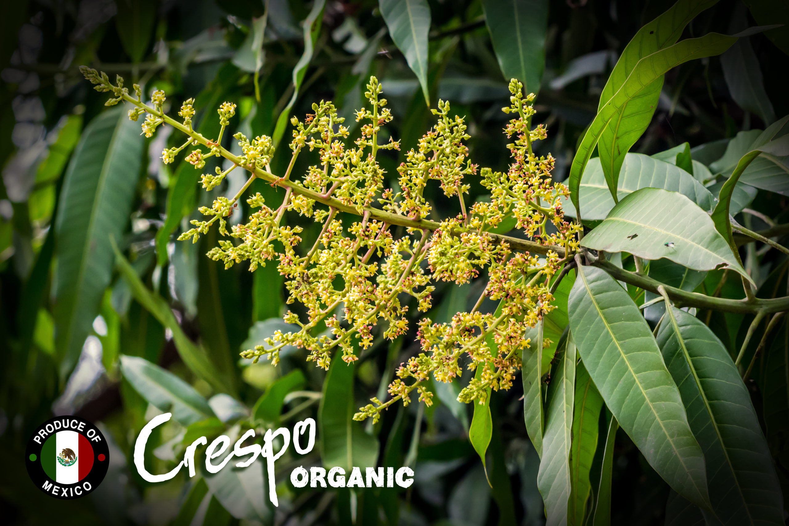 Blooming In the Southern Mango Orchards - Under the Mango TreeUnder the  Mango Tree