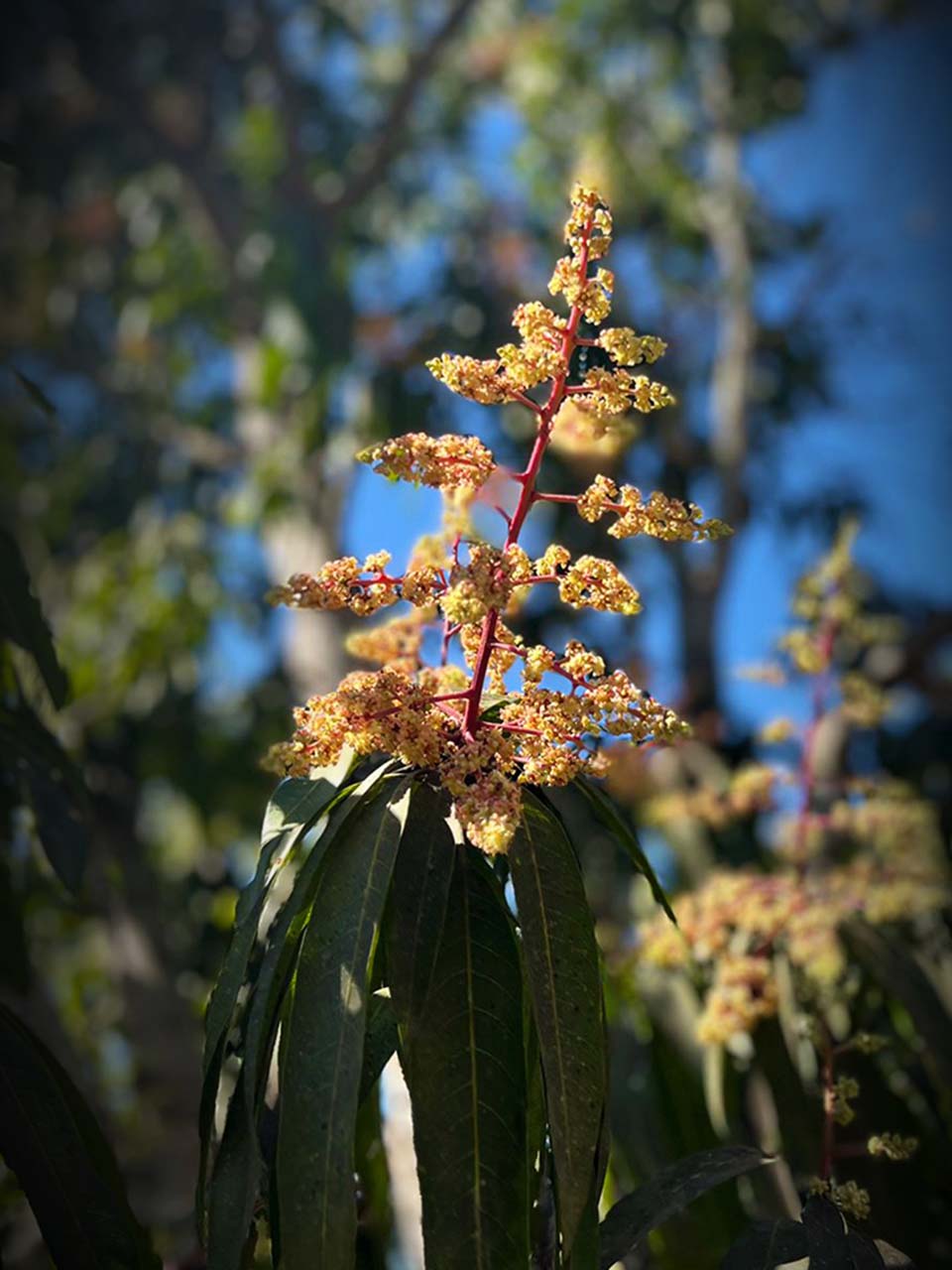 Mango Blooms & Maintenance  When Young Mango Trees Begin to Bloom 