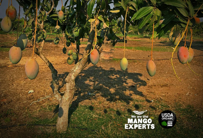 Blooming In the Southern Mango Orchards - Under the Mango TreeUnder the  Mango Tree