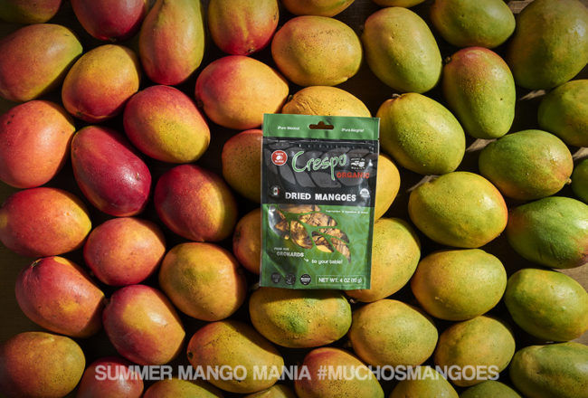 Blooming In the Southern Mango Orchards - Under the Mango TreeUnder the  Mango Tree