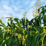 Beauty & Hope in Mango Blooms